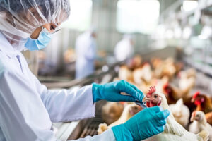 A photo showing a scientist doing a bird flu examination on chickens.