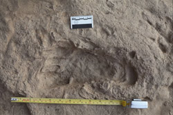 1.5 Million-Year-Old Footprints Reveal Human Ancestors Walked Like Us