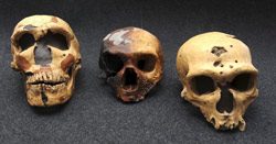 Ancestors of Modern Humans Interbred with Extinct Hominins, Study Finds