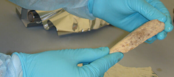 Neanderthal DNA extraction