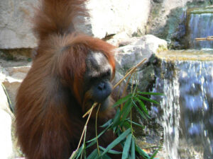 Active self-treatment of a facial wound with a biologically active plant by a male Sumatran orangutan