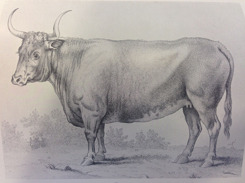 Portrait of a Free Martin