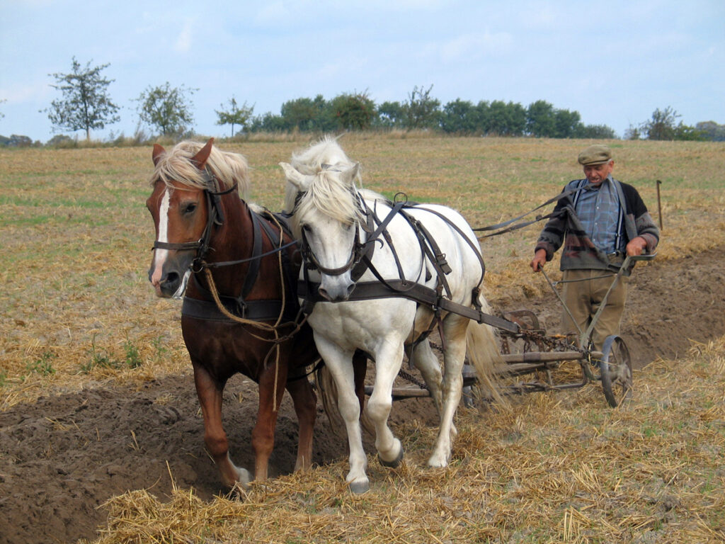 plow with horses