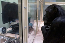 Chimps May Be Able to Comprehend the Minds of Others