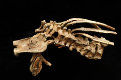 How a 3.3-million-year-old toddler offers researchers a window into human evolution