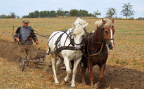 man plowing a field with horses