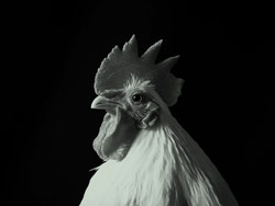 The Hidden Link Between Farm Antibiotics and Human Illness
