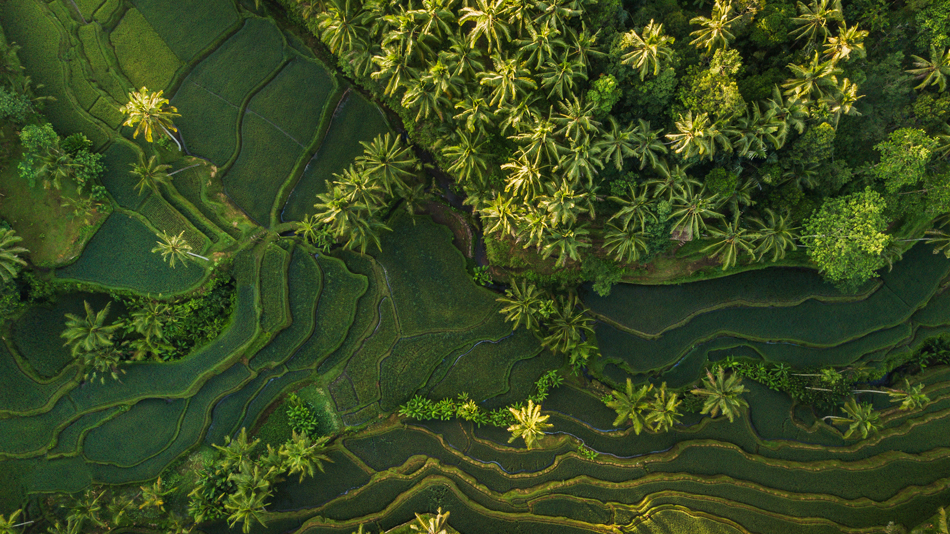 A photo of a terraced lush green rice field in southeast Asia.