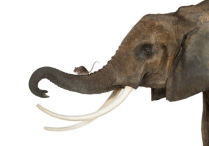 An image of a mouse walking on an elephant's trunk.