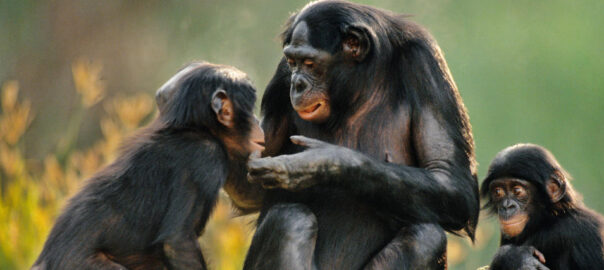 Bonobos talking