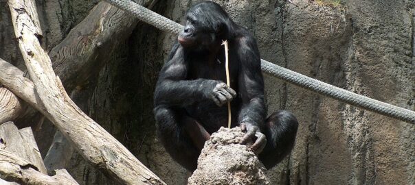 A bonobo using a makeshift stick or twig to remove ants from an ant hill.