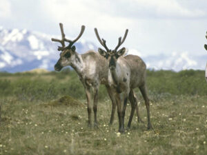 Canadian Caribou Make a Comeback
