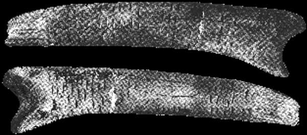 These engraved batons from Isturitz, France represent a five-month and a four-month lunar calendar.