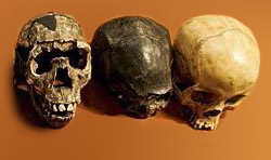 Study Finds Humans Still Evolving, and Quickly