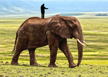 A man standing on an elephant, indicating Jonathan Haidt's idea of our moral foundations dictating our politics.