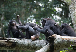 In the Bonobo World, Female Camaraderie Prevails
