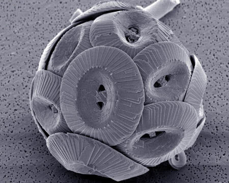 plankton coccolithus pelagicus