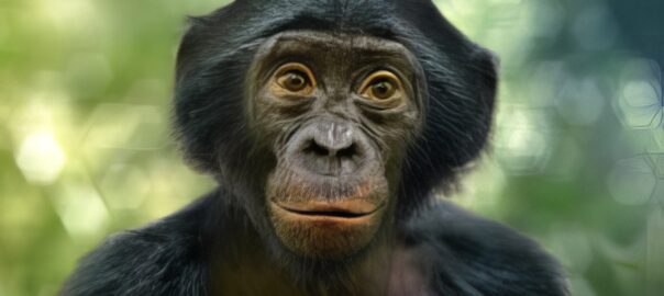 A frontal facial portrait of a bonobo.