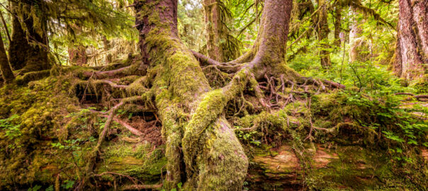 Two trees, in a rainforest and whose roots are intertwined, helping and supporting each other.